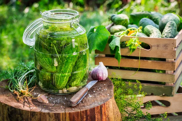 Natural canned cucumber in summer — Stock Photo, Image