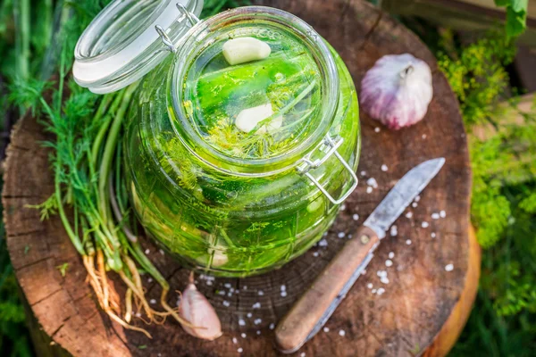 Pepino em conserva natural no jardim — Fotografia de Stock