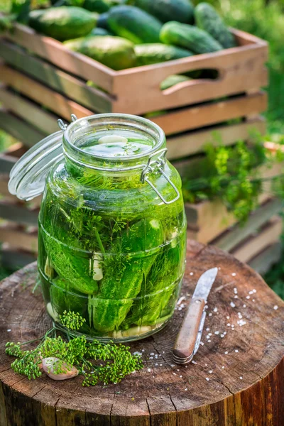 Förberedelse för konserverad gurka i sommar — Stockfoto