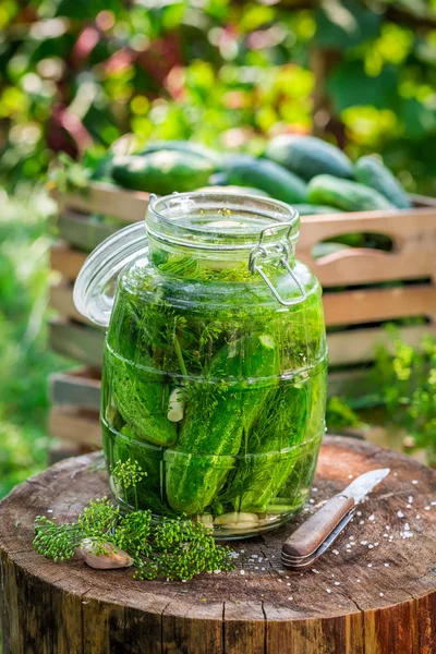 Preparazione per cetriolo sottaceto in giardino — Foto Stock