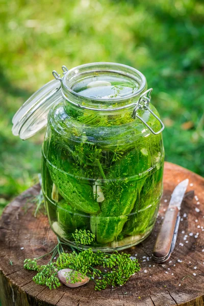 Ingredienser för konserverad gurka i trädgården — Stockfoto