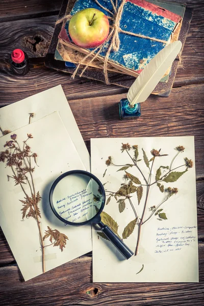 Biology lesson and  cataloging plant — Stock Photo, Image