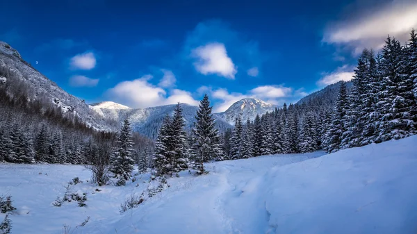Invierno en los Tatras — Foto de Stock