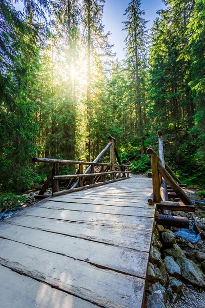 Forest trail leading over a bridge in sunny day — Stock Photo, Image