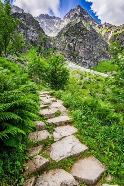 Fjellsti som fører til toppen – stockfoto