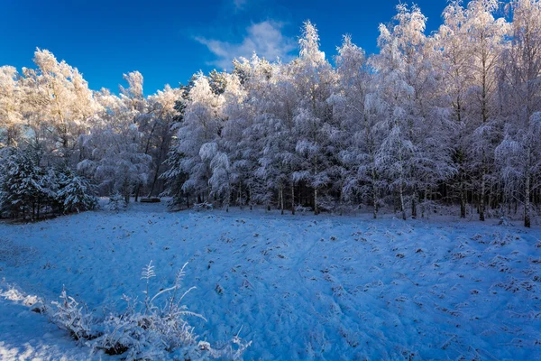 Bela floresta fosca no inverno — Fotografia de Stock