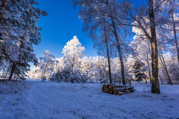 Bevroren bos bij dageraad in de winter — Stockfoto