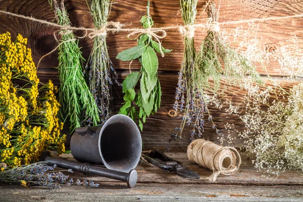 Therapeutic herbs for tincture as alternative medicine — Stock Photo, Image