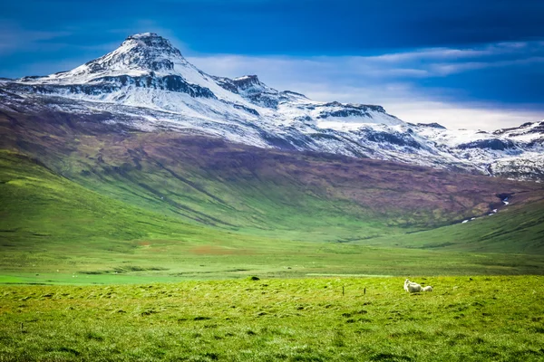 Poucas ovelhas nas montanhas na Islândia — Fotografia de Stock
