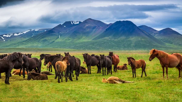 Troupeau de chevaux dans les montagnes en Islande — Photo