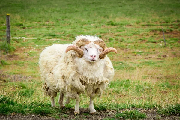 Vieux moutons dans une prairie, Islande — Photo