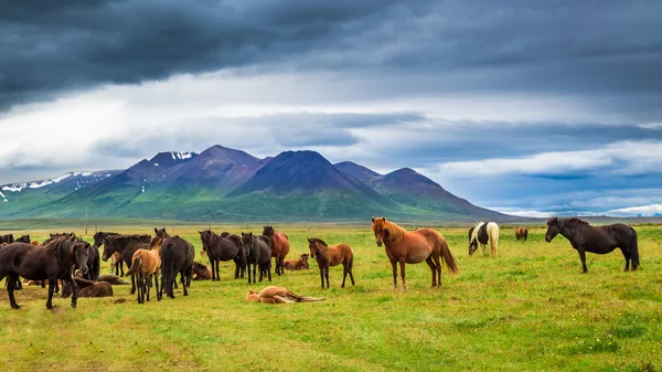 Paarden in de bergen in IJsland — Stockfoto