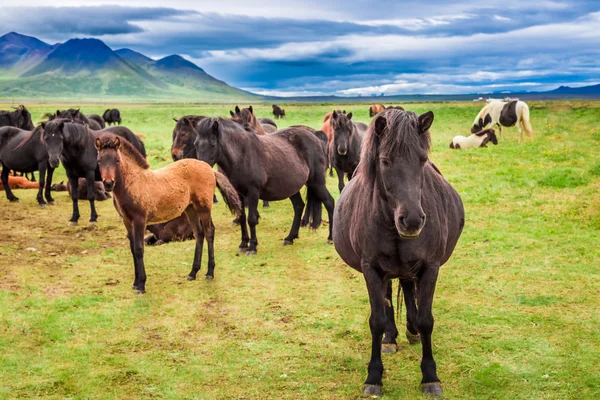 Plusieurs chevaux islandais dans les montagnes — Photo