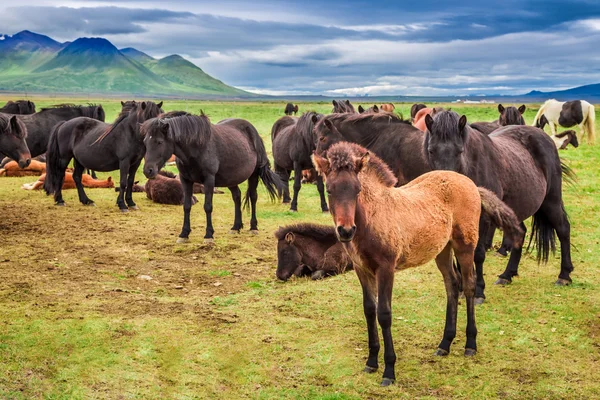 Paarden met veulens in de bergen van IJsland — Stockfoto