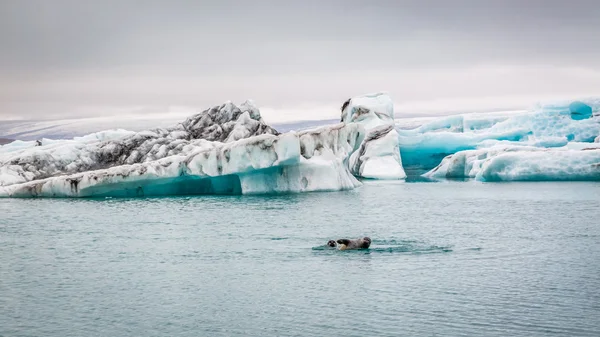 アイスランドのベイの氷山で泳ぐアザラシ — ストック写真