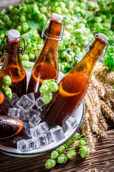 Cerveza fría y fresca en tazón con hielo —  Fotos de Stock