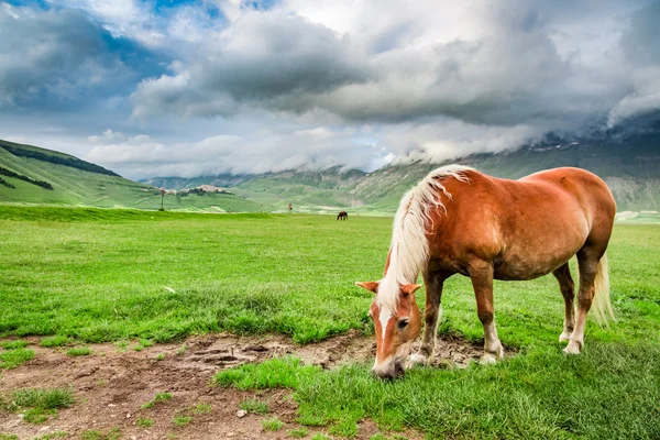 Paarden in berg dal, Umbrië, Italië — Stockfoto