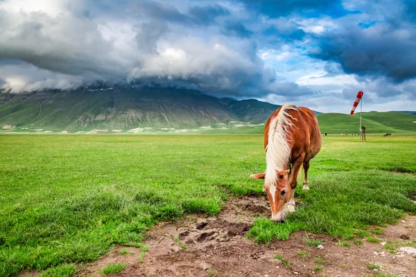 Prachtige paarden in vallei in de buurt van Castelluccio, Umbrië, Italië — Stockfoto