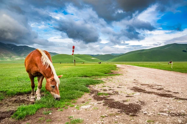 Paarden in mountain ranch, Umbrië, Italië — Stockfoto