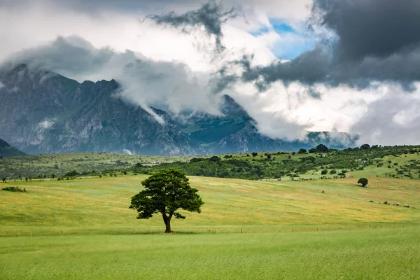 Lonely tree in the mountains in Umbria, Italy — Stock Photo, Image