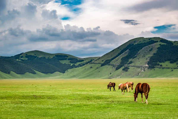 Merveilleux chevaux dans la vallée près de Castelluccio, Ombrie, Italie — Photo