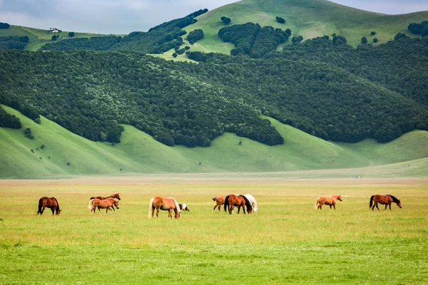 Cavalos maravilhosos no vale da montanha, Úmbria, Itália — Fotografia de Stock