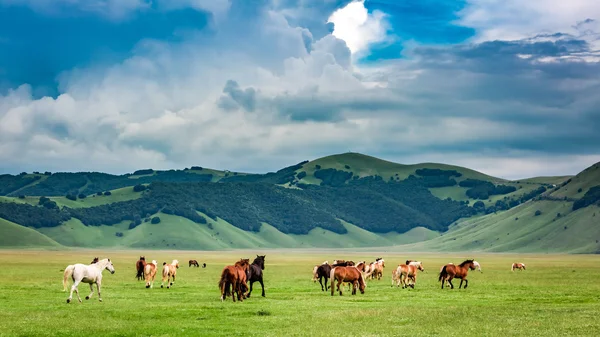Wilde paarden in berg dal, Umbrië, Italië — Stockfoto