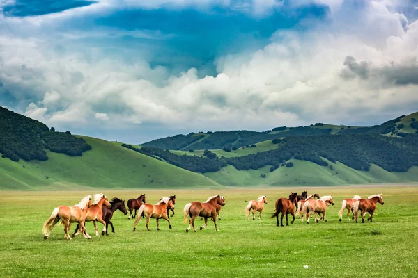 Άγρια άλογα στην κοιλάδα κοντά Castelluccio, Umbria, Ιταλία — Φωτογραφία Αρχείου