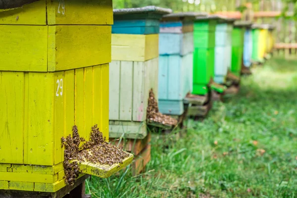 Colmenas naturales con abejas en día soleado —  Fotos de Stock