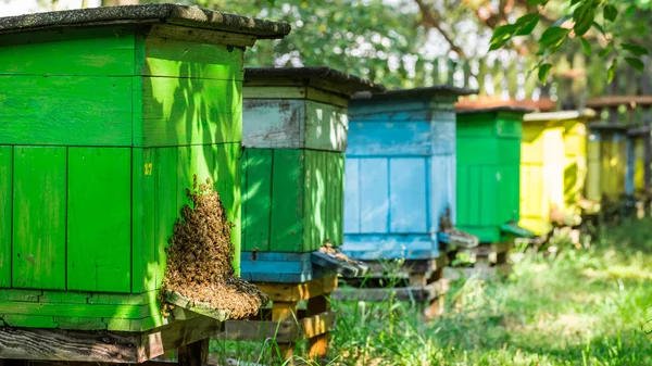 Aveari in legno con api in campagna — Foto Stock