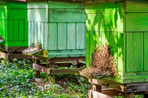 Aveari in legno con api in giardino — Foto Stock