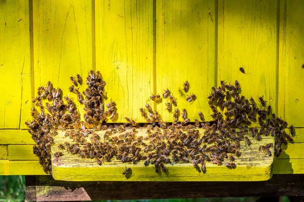 Wooden beehives with bees in summer — Stock Photo, Image