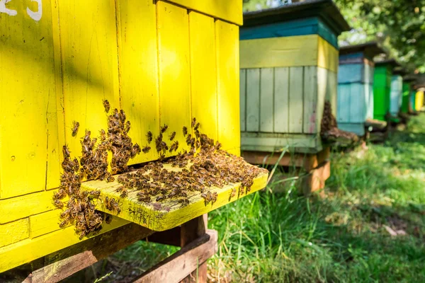 Pieno di alveari con api nelle giornate di sole — Foto Stock