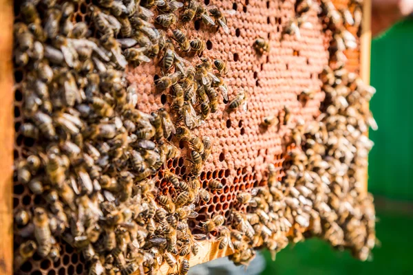 Marco lleno de miel con abejas — Foto de Stock