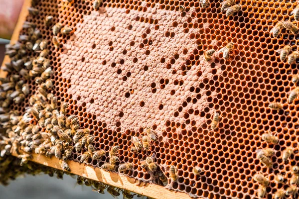 Frame met honing en bijen Stockfoto