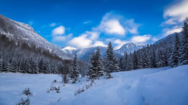 Panorama de sendero nevado de montaña en invierno — Foto de Stock