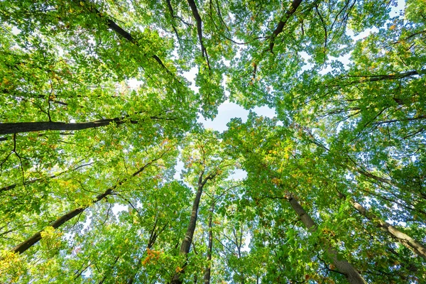 Slå upp i skogen höst — Stockfoto