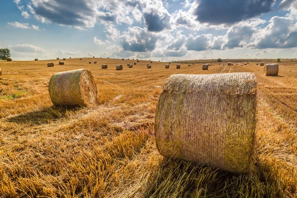 Beautiful sheaf of hay at summer — Stock Photo, Image