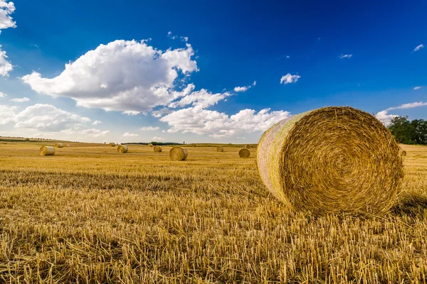 Bellissimo fascio di fieno sul campo nella giornata di sole — Foto Stock