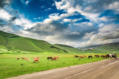 Beautiful horses in mountain valley, Umbria, Italy clipart