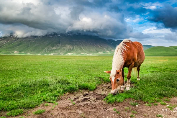 Krásné koně v údolí nedaleko Castelluccio, Itálie — Stock fotografie