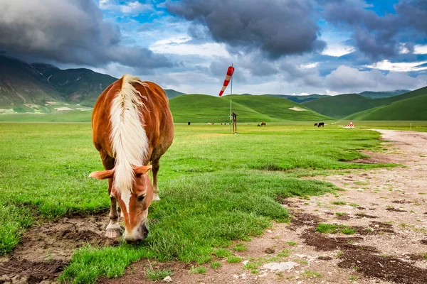 Paarden in mountain ranch, Umbrië, Italië — Stockfoto