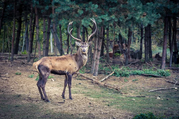 Volwassen herten in het bos in de herfst — Stockfoto