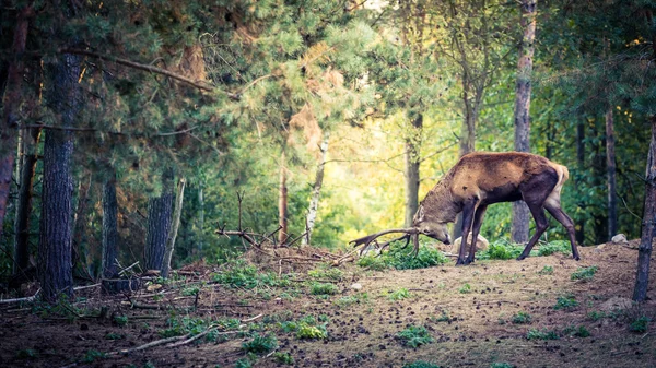 Veado com chifres grandes na floresta — Fotografia de Stock