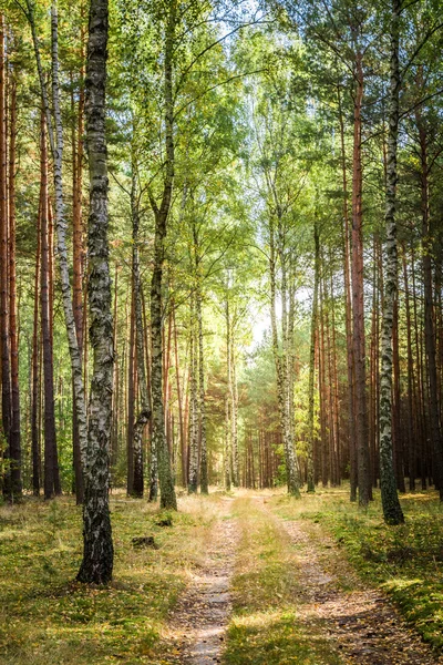 Pad in het herfstbos — Stockfoto