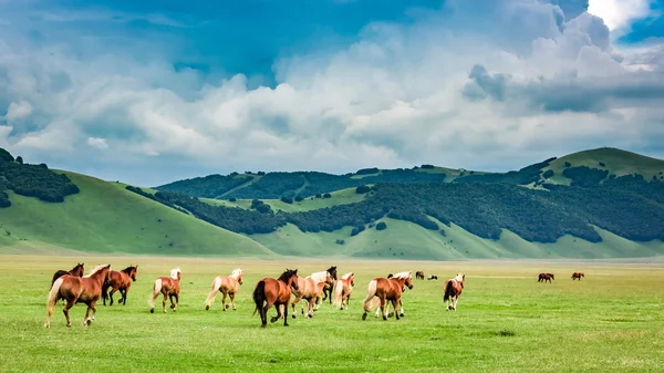 Wilde paarden in de vallei in de buurt van Castelluccio, Umbrië, Italië — Stockfoto