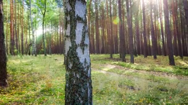ヨーロッパ 4 k タイムラプスの秋の森 — ストック動画