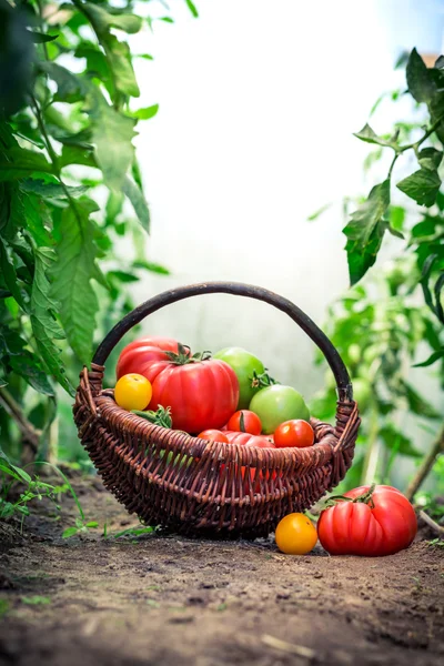 Tomates frescos em estufa — Fotografia de Stock