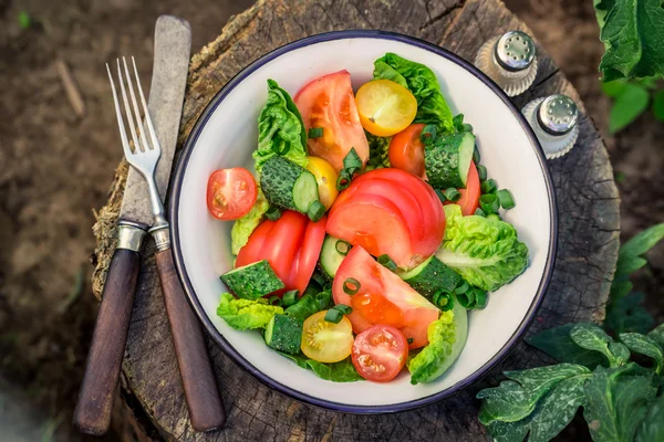 Bunter vegetarischer Salat aus dem Gewächshaus — Stockfoto