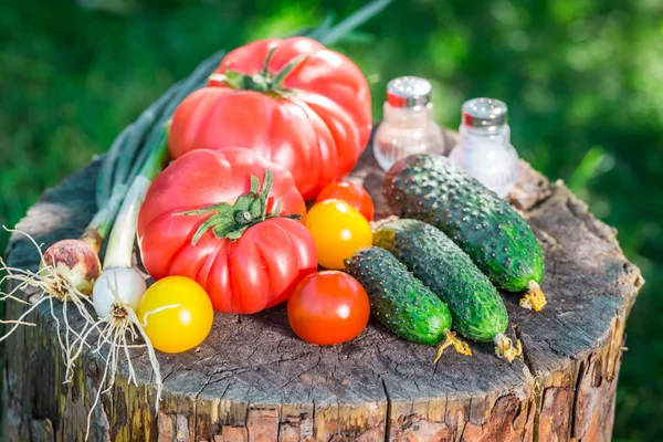 Здоровая смесь овощей из теплицы — стоковое фото